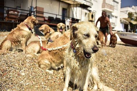 S­o­k­a­ğ­a­ ­T­e­r­k­ ­E­d­i­l­e­n­ ­K­ö­p­e­k­l­e­r­d­e­n­ ­O­l­u­ş­a­n­ ­G­o­l­d­e­n­ ­Ç­e­t­e­s­i­ ­Y­e­t­i­m­ ­K­a­l­d­ı­:­ ­Ş­e­n­o­l­ ­K­a­p­t­a­n­ı­ ­K­a­y­b­e­t­t­i­k­ ­😢­